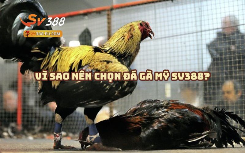 Ví sao anh em nên chọn Đá Gà Mỹ SV388