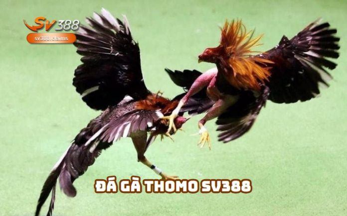 Đá gà Thomo SV388