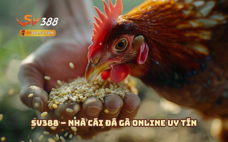 SV388 chính là điểm đến lý tưởng cho anh em đam mê đá gà